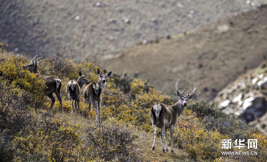 （生态）（3）濒危西藏马鹿数量快速增长