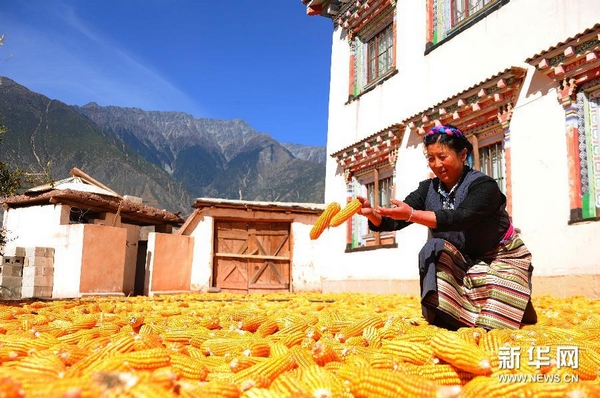 西藏粮食产量连续13年保持在90万吨以上