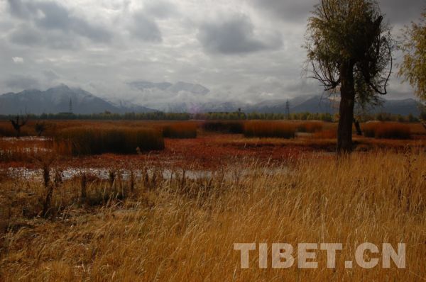 西藏唯一城市湿地——拉鲁湿地秋景