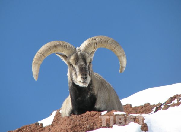 西藏岩羊