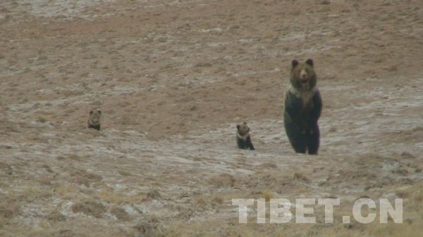 在西藏草原上生活的熊妈妈和孩子们