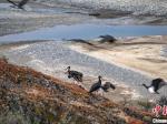 炉霍：迁徙的100多只黑鹳现身湿地公园