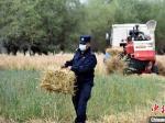 农忙时节 西藏移民警察帮助村民收获小麦