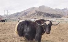 科技赋能西藏牦牛产业焕新生
